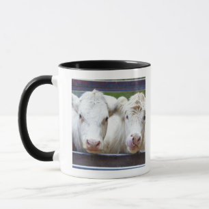 Paare der jungen weißen Kühe am Füttern von Tasse