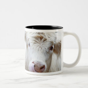 Paare der jungen weißen Kühe am Füttern von Zweifarbige Tasse
