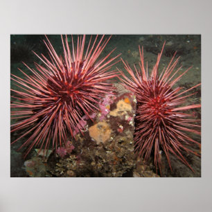 Paare der riesigen roten Seeigel-Kunst-Drucke Poster