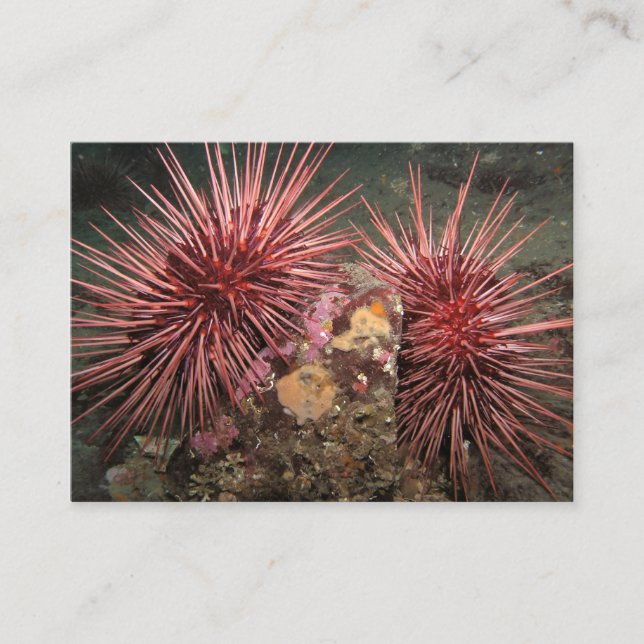 Paare der Urchins des Riesenroten Meeres - Visiten Visitenkarte (Vorderseite)