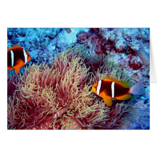Paare des Clowns in exotischem Anemonie