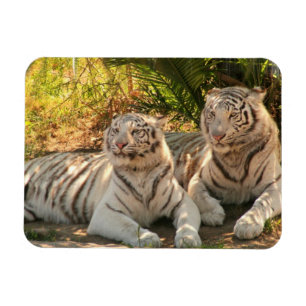 Paare des weiße Tiger-flexiblen Magneten Magnet