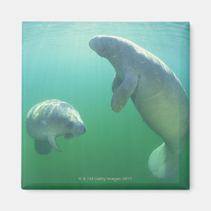 Paare schwimmende Florida-Manatis Magnet