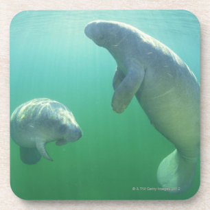 Paare schwimmende Florida-Manatis Untersetzer