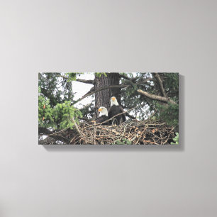 Paare Weißkopfseeadler, die das Nest schützen Leinwanddruck