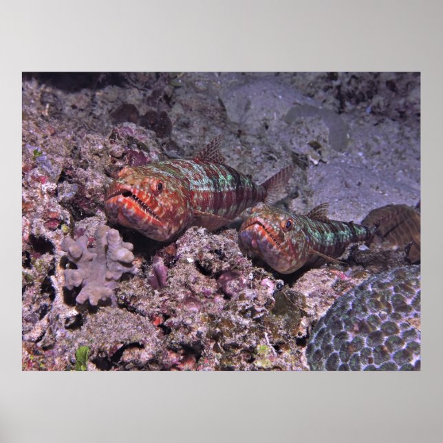 Paarung von Lizardfish Poster (Vorne)