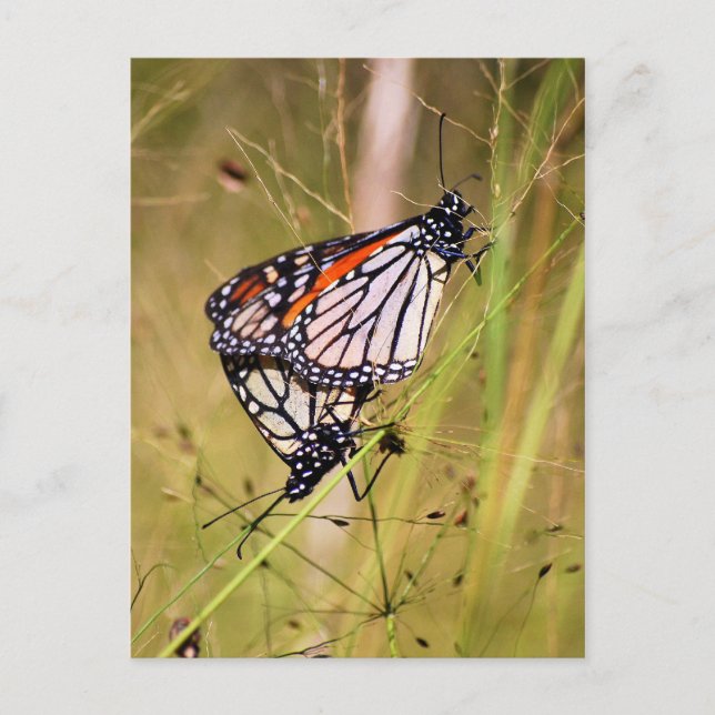 Paarung von Monarchschmetterlingen Postkarte (Vorderseite)
