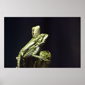 Paating Lizards Poster