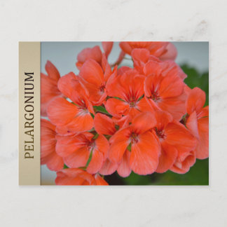 PAC Bergpalais Pelargonium Postcard Postkarte