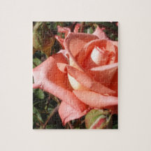 Pachy Rosa Rose