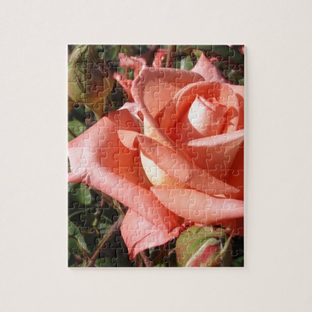 Pachy Rosa Rose (Vertikal)