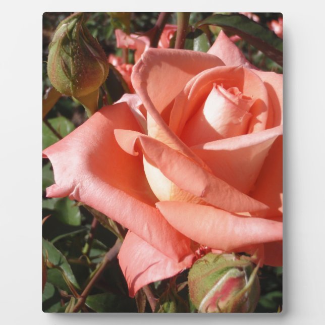 Pachy Rosa Rose Fotoplatte (Vorderseite)