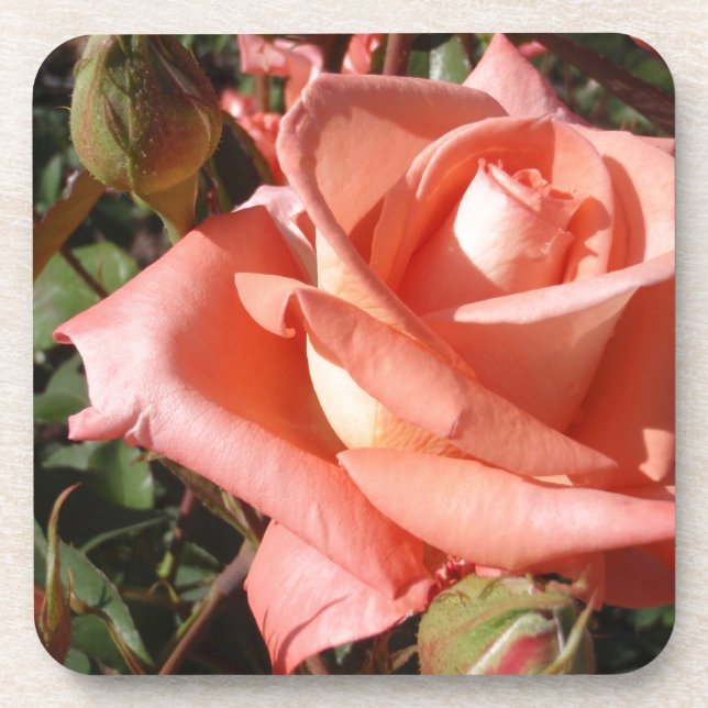 Pachy Rosa Rose Getränkeuntersetzer (Vorderseite)