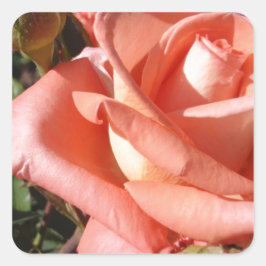 Pachy Rosa Rose Quadratischer Aufkleber
