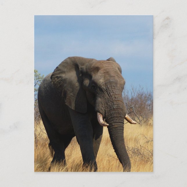 Pachyderm Postkarte (Vorderseite)
