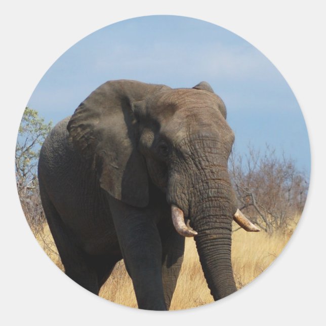 Pachyderm Stickers (Vorderseite)