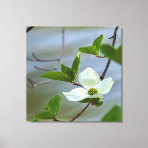 Pacific Dogwood Leinwanddruck