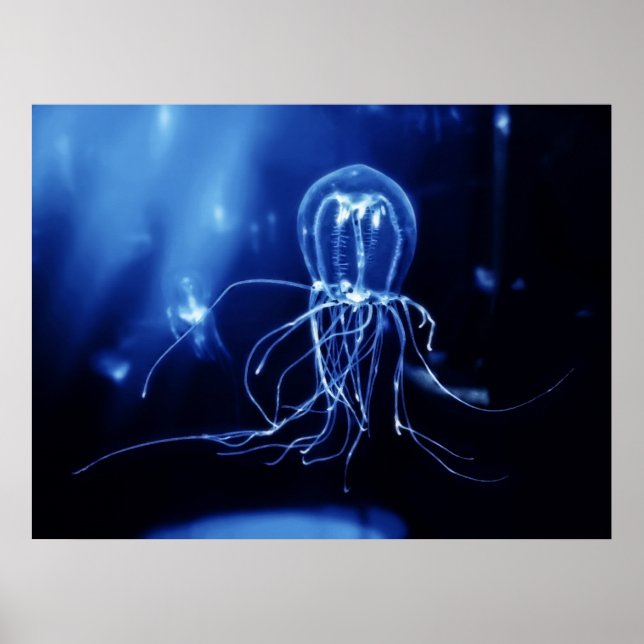 Pacific Fluorescent Jellyfish Poster (Vorne)