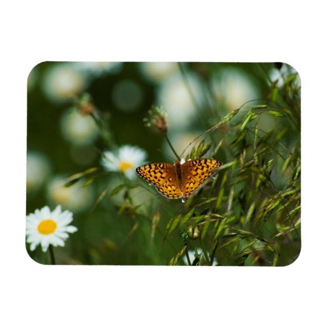 Pacific Fritillary Butterfly Magnet (Horizontal)