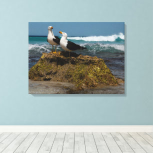Pacific Gull Bird Beach Ocean Landscape Australien Leinwanddruck