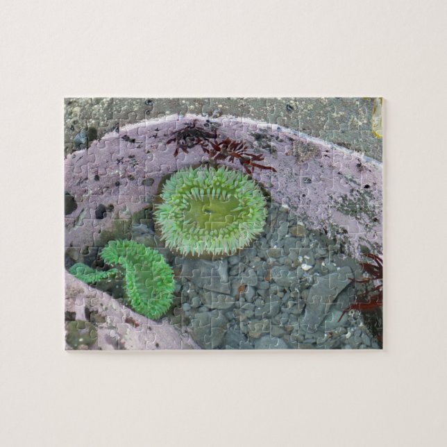 Pacific Northwest Tidepool with Green Anenomes (Horizontal)