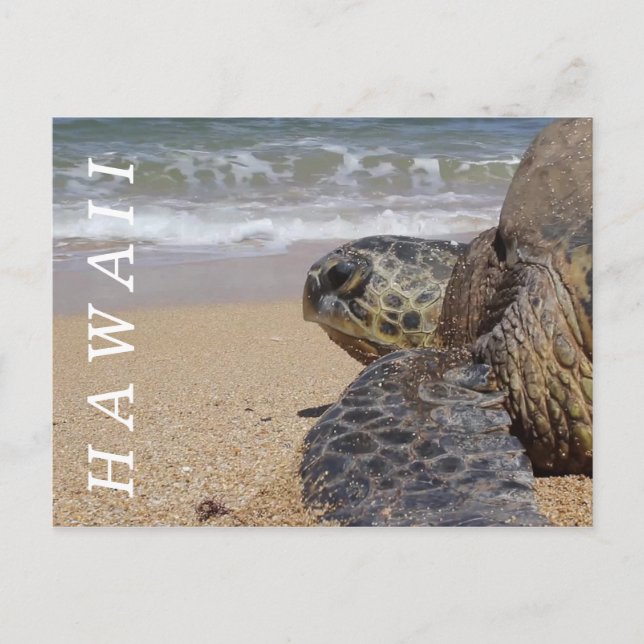 Pacific Ocean Beach Turtle Hawaii Postkarte (Vorderseite)