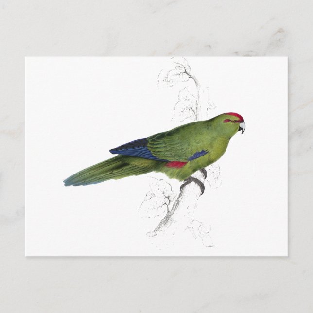 Pacific Parrakeet von Edward Lear Postkarte (Vorderseite)