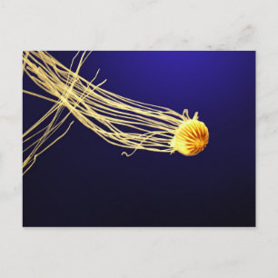 Pacific Sea Nettle Postkarte