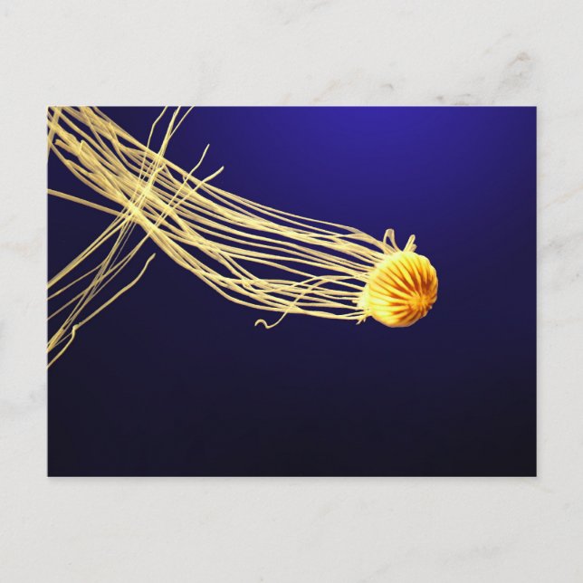 Pacific Sea Nettle Postkarte (Vorderseite)