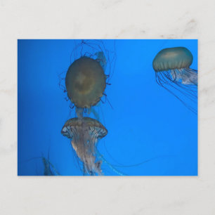 Pacific Sea Nettles Postcard Postkarte