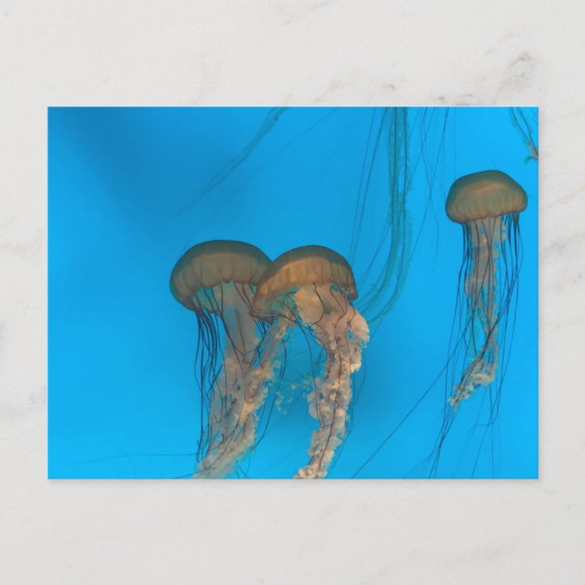 Pacific Sea Nettles Postcard Postkarte (Vorderseite)