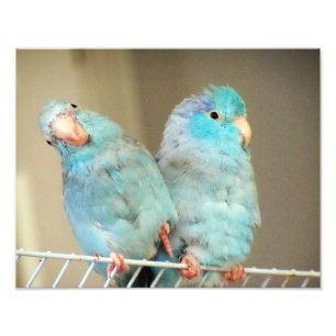 Pacifif Parrotlets Inséparables Compagnons Photo A