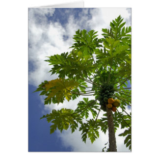 Pacifique Sud, Polynésie française, Moorea. 2