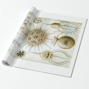 Packpapier Ernst Haeckels Phaeodaria