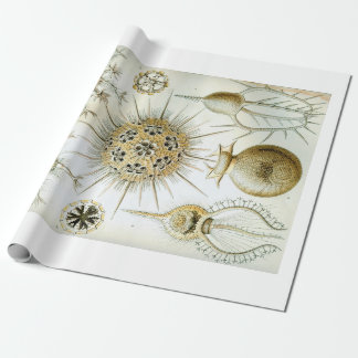 Packpapier Ernst Haeckels Phaeodaria