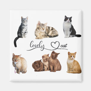 Packung mit Katzen, Funny Cats Magnet