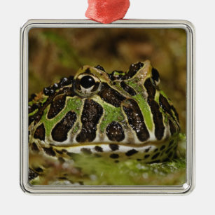 Pacman Frosch, Ceratophrys cranwelli oder Süd Silbernes Ornament