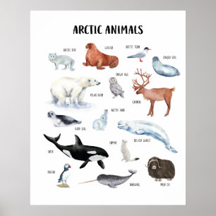 Pädagogisches Klassenzimmer-Poster über Arktische  Poster
