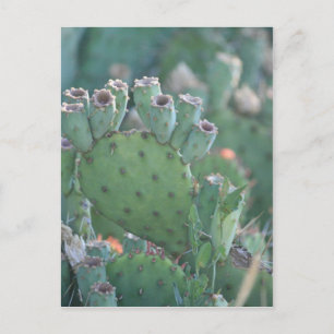 Paddle Cactus Postkarte