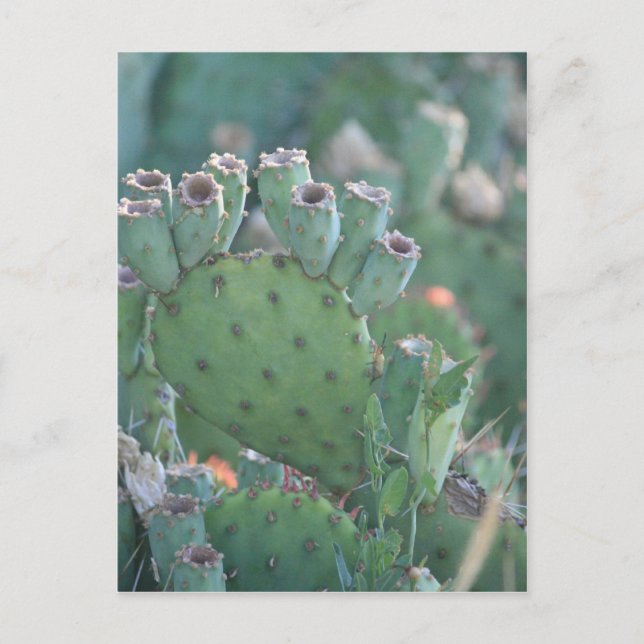 Paddle Cactus Postkarte (Vorderseite)