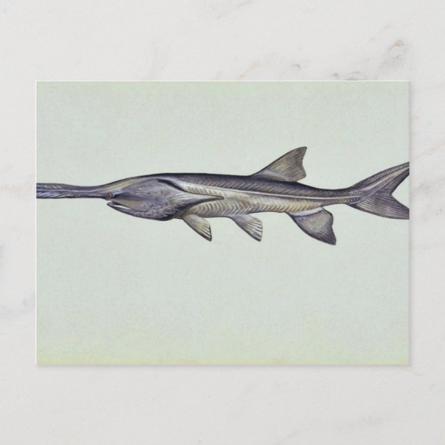 Paddlefisch Postkarte (Vorderseite)