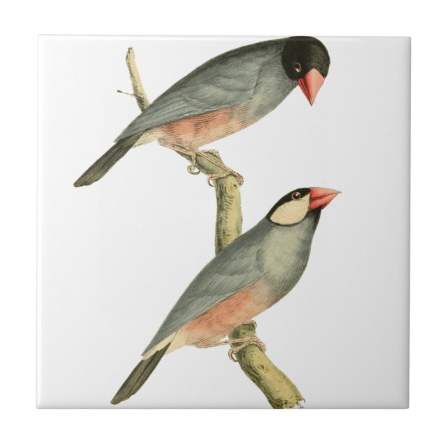 Paddy-Vogel, Reisfink oder Java-Sperling-Vogel-Ill Fliese (Vorderseite)
