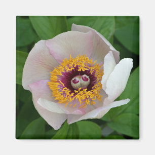 Paeonia Blume Magnet