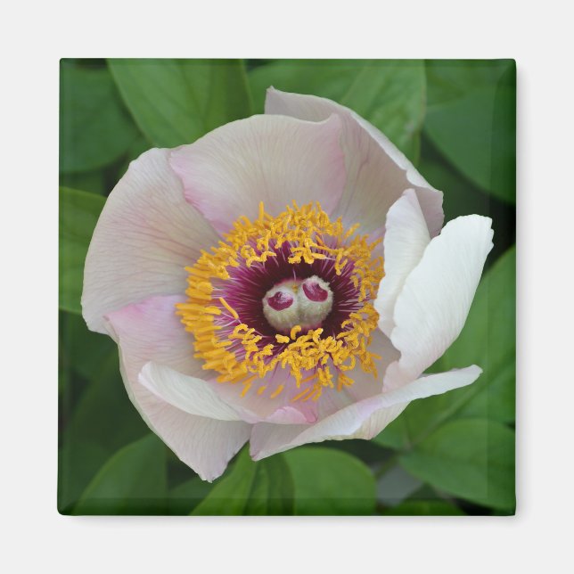 Paeonia Blume Magnet (Vorne)