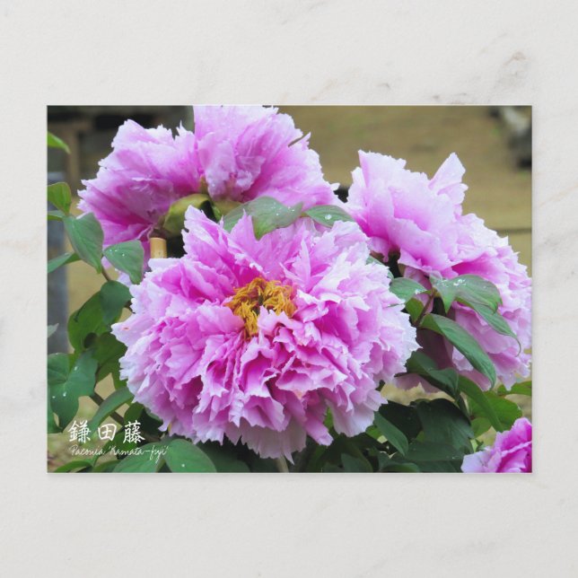 Paeonia "Kamata-fuji" [Postkarte] Postkarte (Vorderseite)