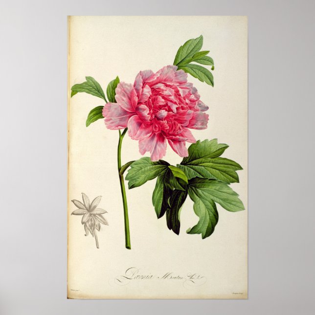 Paeonia Moutan, c.1799 Poster (Vorne)
