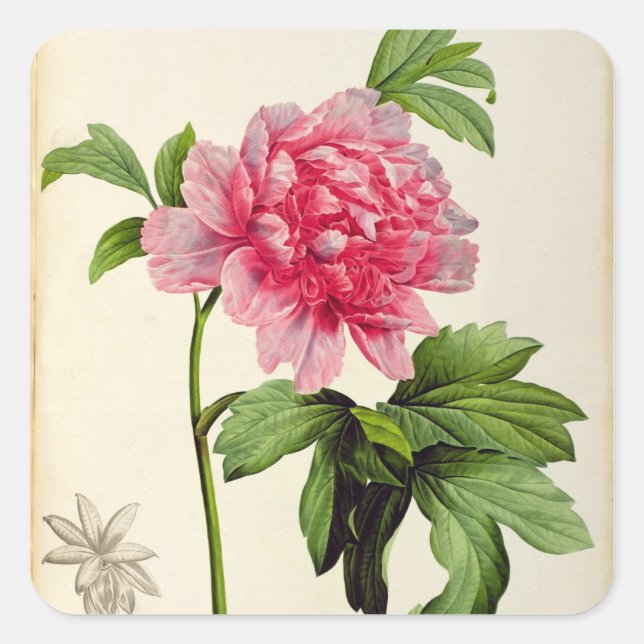 Paeonia Moutan, c.1799 Quadratischer Aufkleber (Vorderseite)