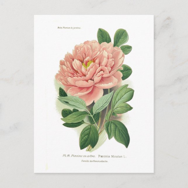 Paeonia moutan (Peony) Postkarte (Vorderseite)
