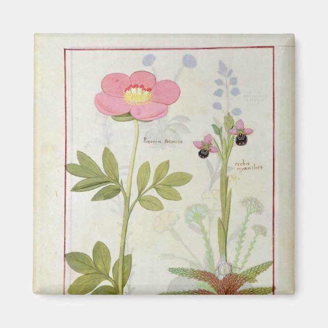 Paeonia oder Peony und Orchis myanthos Magnet (Vorne)