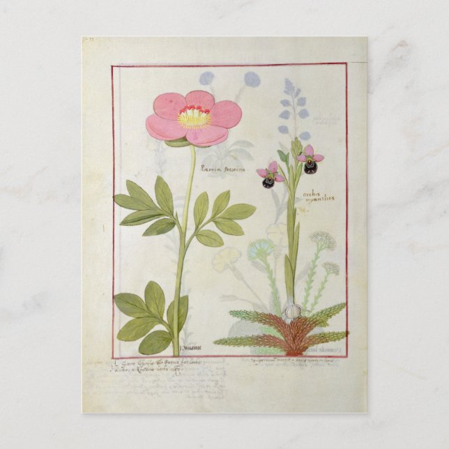 Paeonia oder Peony und Orchis myanthos Postkarte (Vorderseite)